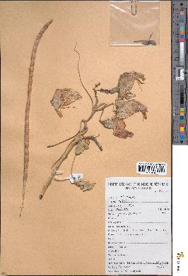 spécimen de Sesbania grandiflora