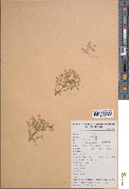 spécimen de Hopea dichotoma