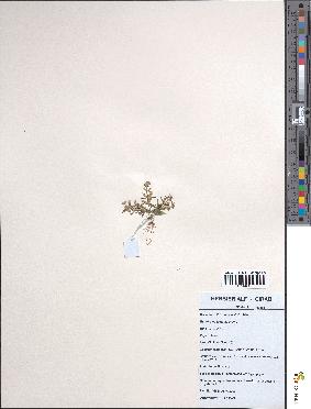 spécimen de Neurotheca loeselioides