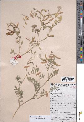 spécimen de Tephrosia purpurea