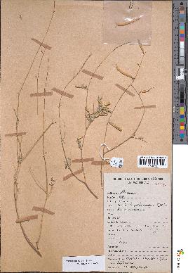spécimen de Tephrosia purpurea