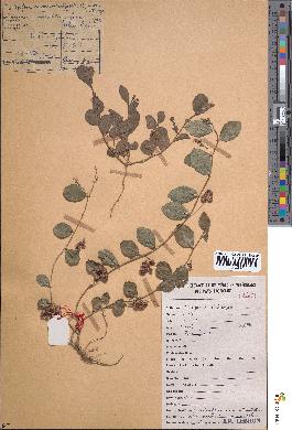 spécimen de Indigofera nummulariifolia