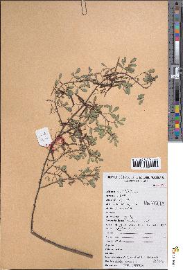 spécimen de Indigofera omissa
