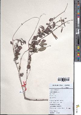 spécimen de Indigofera schimperi