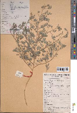 spécimen de Indigofera secundiflora