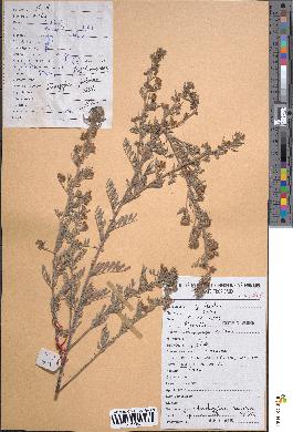 spécimen de Indigofera pulchra