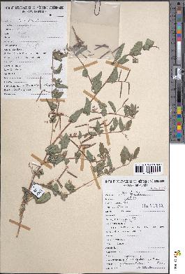 spécimen de Indigofera pilosa
