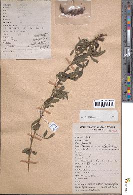 spécimen de Crotalaria goreensis