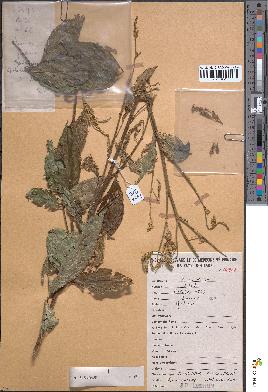 spécimen de Crotalaria cleomifolia