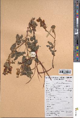 spécimen de Crotalaria comanestiana
