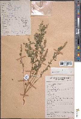 spécimen de Crotalaria hyssopifolia