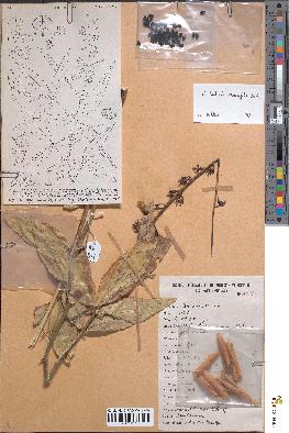 spécimen de Crotalaria glaucifolia