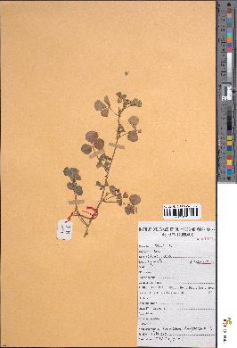 spécimen de Medicago polymorpha
