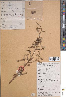 spécimen de Aeschynomene uniflora