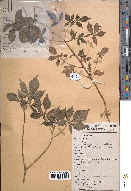 spécimen de Croton lobatus
