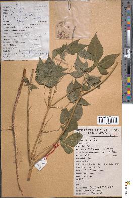 spécimen de Croton lobatus