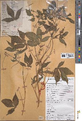 spécimen de Croton lobatus