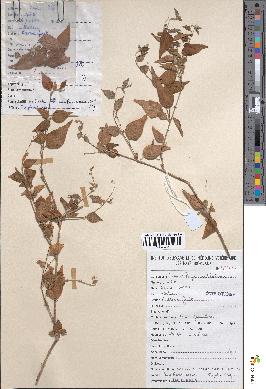 spécimen de Croton membranaceus