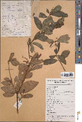 spécimen de Croton nigritanus