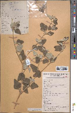spécimen de Chrozophora brocchiana