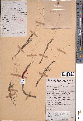 spécimen de Utricularia gibba