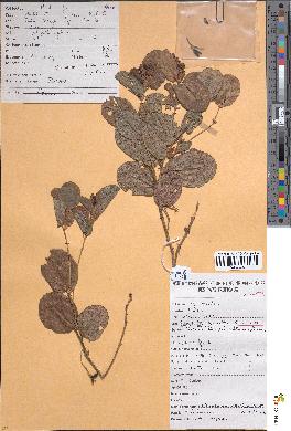 spécimen de Eriosema erici-rosenii