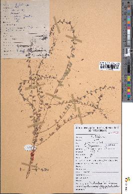 spécimen de Indigofera trichopoda