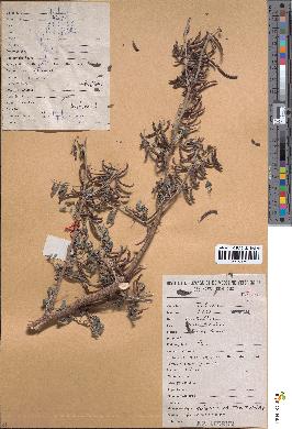 spécimen de Indigofera tinctoria