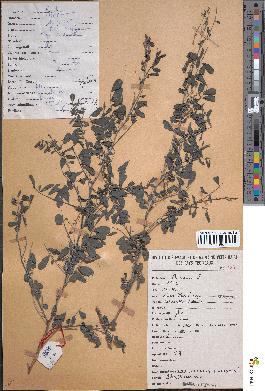 spécimen de Indigofera tinctoria