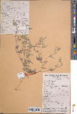 spécimen de Indigofera sessiliflora