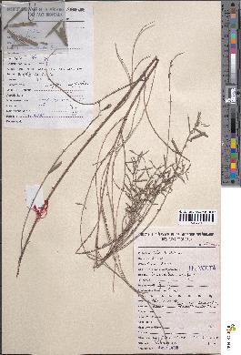 spécimen de Indigofera simplicifolia