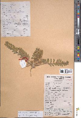 spécimen de Astragalus caprinus