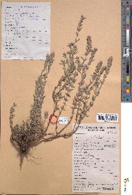 spécimen de Thymus maroccanus