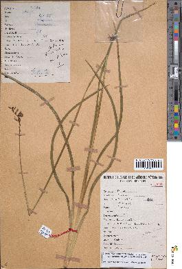 spécimen de Chlorophytum cameronii
