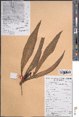 spécimen de Chlorophytum stenopetalum