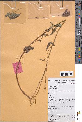 spécimen de Crotalaria lathyroides