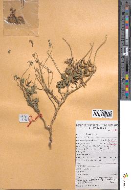 spécimen de Crotalaria saltiana