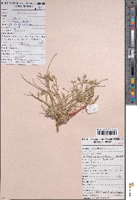 spécimen de Crotalaria saltiana