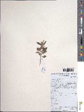 spécimen de Leucas martinicensis