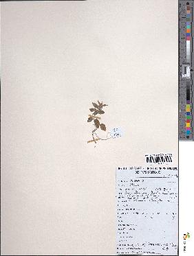 spécimen de Leucas martinicensis