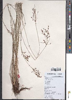 spécimen de Fimbristylis dichotoma