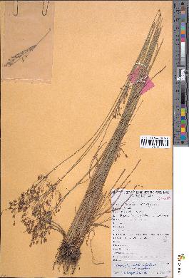spécimen de Fimbristylis dichotoma