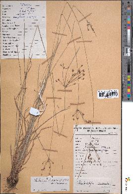 spécimen de Fimbristylis dichotoma