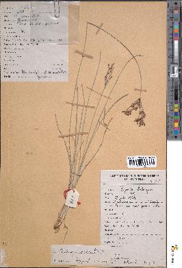 spécimen de Fimbristylis dichotoma