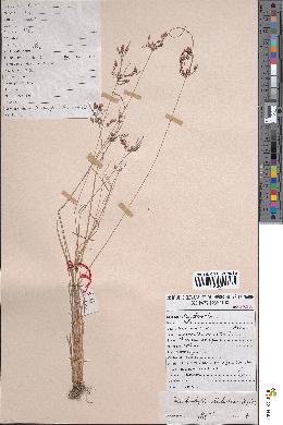 spécimen de Fimbristylis dichotoma