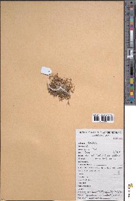spécimen de Fimbristylis dipsacea