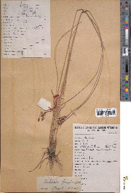 spécimen de Fimbristylis ferruginea