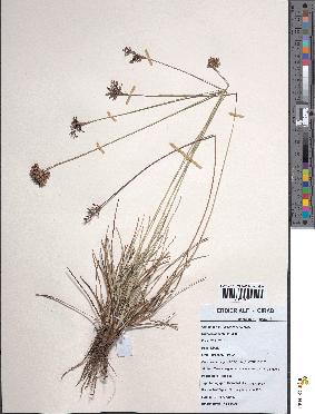 spécimen de Fimbristylis cymosa