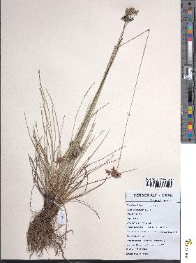 spécimen de Fimbristylis cymosa