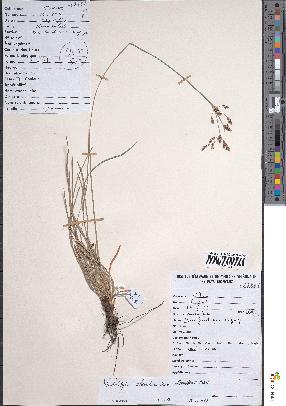 spécimen de Fimbristylis chevalieri